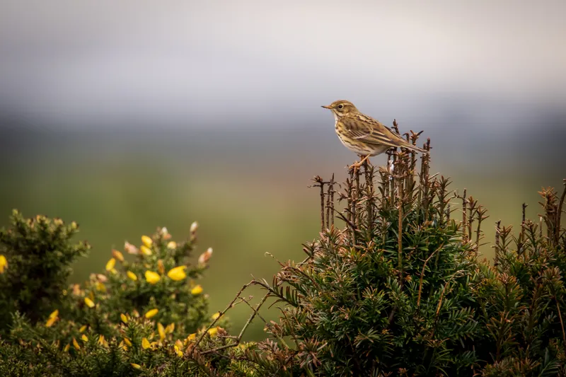 Rock pipit, north coast, Cornwall. 2019.